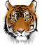 Tiger Self Storage Logo
